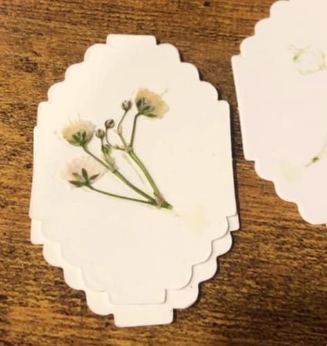 Pressed flowers from Jen T.
